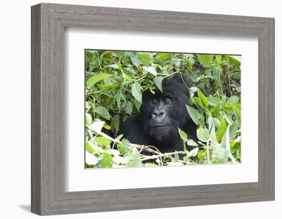 Africa, Rwanda, Volcanoes National Park. Female mountain gorilla looking through thick foliage.-Ellen Goff-Framed Photographic Print