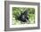 Africa, Rwanda, Volcanoes National Park. Female mountain gorilla looking through thick foliage.-Ellen Goff-Framed Photographic Print