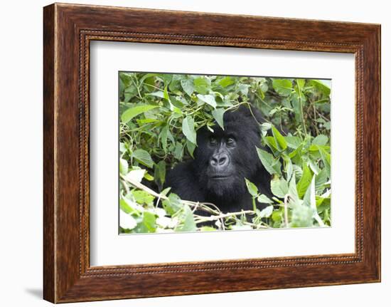 Africa, Rwanda, Volcanoes National Park. Female mountain gorilla looking through thick foliage.-Ellen Goff-Framed Photographic Print