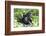 Africa, Rwanda, Volcanoes National Park. Female mountain gorilla looking through thick foliage.-Ellen Goff-Framed Photographic Print