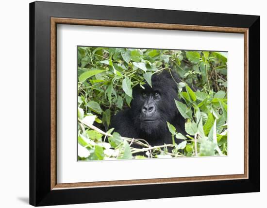 Africa, Rwanda, Volcanoes National Park. Female mountain gorilla looking through thick foliage.-Ellen Goff-Framed Photographic Print