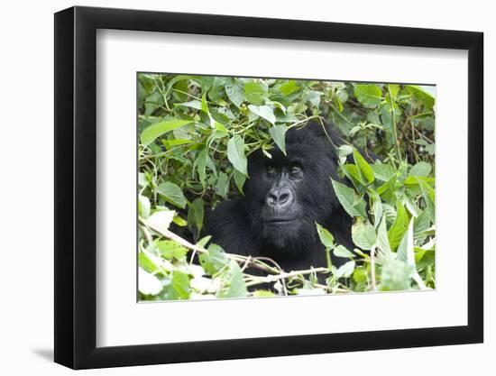 Africa, Rwanda, Volcanoes National Park. Female mountain gorilla looking through thick foliage.-Ellen Goff-Framed Photographic Print