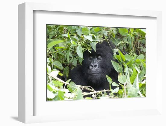 Africa, Rwanda, Volcanoes National Park. Female mountain gorilla looking through thick foliage.-Ellen Goff-Framed Photographic Print