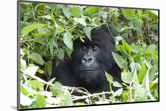 Africa, Rwanda, Volcanoes National Park. Female mountain gorilla looking through thick foliage.-Ellen Goff-Mounted Photographic Print