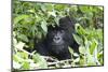 Africa, Rwanda, Volcanoes National Park. Female mountain gorilla looking through thick foliage.-Ellen Goff-Mounted Photographic Print