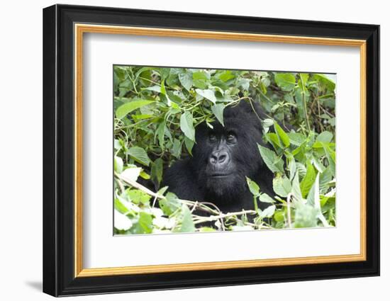 Africa, Rwanda, Volcanoes National Park. Female mountain gorilla looking through thick foliage.-Ellen Goff-Framed Photographic Print