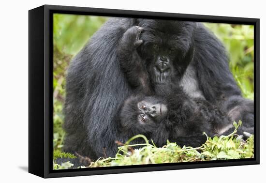 Africa, Rwanda, Volcanoes National Park. Female mountain gorilla with her young.-Ellen Goff-Framed Premier Image Canvas