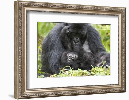 Africa, Rwanda, Volcanoes National Park. Female mountain gorilla with her young.-Ellen Goff-Framed Photographic Print