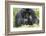 Africa, Rwanda, Volcanoes National Park. Female mountain gorilla with her young.-Ellen Goff-Framed Photographic Print