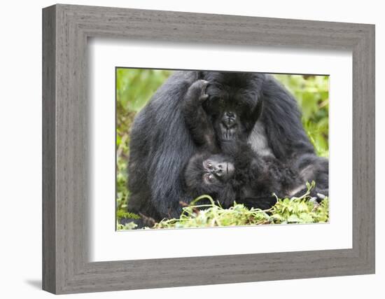 Africa, Rwanda, Volcanoes National Park. Female mountain gorilla with her young.-Ellen Goff-Framed Photographic Print