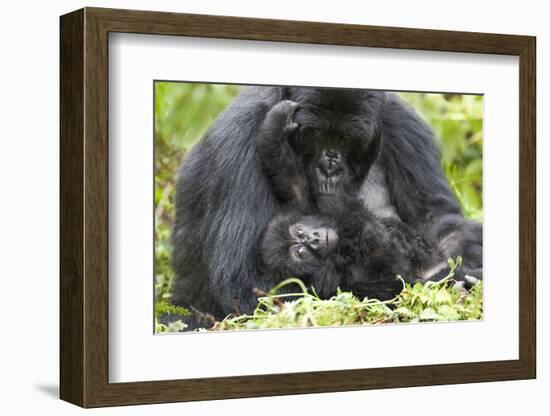 Africa, Rwanda, Volcanoes National Park. Female mountain gorilla with her young.-Ellen Goff-Framed Photographic Print