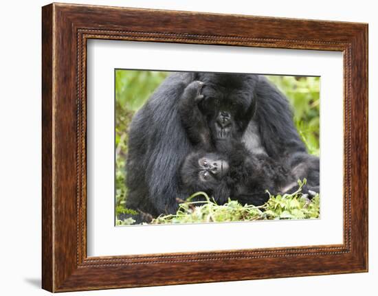 Africa, Rwanda, Volcanoes National Park. Female mountain gorilla with her young.-Ellen Goff-Framed Photographic Print
