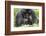 Africa, Rwanda, Volcanoes National Park. Female mountain gorilla with her young.-Ellen Goff-Framed Photographic Print