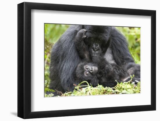Africa, Rwanda, Volcanoes National Park. Female mountain gorilla with her young.-Ellen Goff-Framed Photographic Print