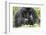 Africa, Rwanda, Volcanoes National Park. Female mountain gorilla with her young.-Ellen Goff-Framed Photographic Print