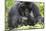 Africa, Rwanda, Volcanoes National Park. Female mountain gorilla with her young.-Ellen Goff-Mounted Photographic Print