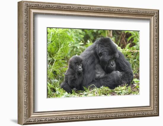 Africa, Rwanda, Volcanoes National Park. Female mountain gorilla with young by her side.-Ellen Goff-Framed Photographic Print