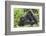 Africa, Rwanda, Volcanoes National Park. Female mountain gorilla with young by her side.-Ellen Goff-Framed Photographic Print