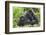 Africa, Rwanda, Volcanoes National Park. Female mountain gorilla with young by her side.-Ellen Goff-Framed Photographic Print