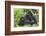 Africa, Rwanda, Volcanoes National Park. Female mountain gorilla with young by her side.-Ellen Goff-Framed Photographic Print