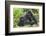 Africa, Rwanda, Volcanoes National Park. Female mountain gorilla with young by her side.-Ellen Goff-Framed Photographic Print