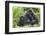 Africa, Rwanda, Volcanoes National Park. Female mountain gorilla with young by her side.-Ellen Goff-Framed Photographic Print