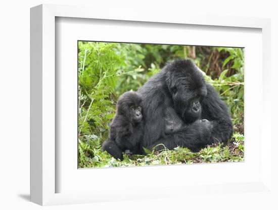 Africa, Rwanda, Volcanoes National Park. Female mountain gorilla with young by her side.-Ellen Goff-Framed Photographic Print