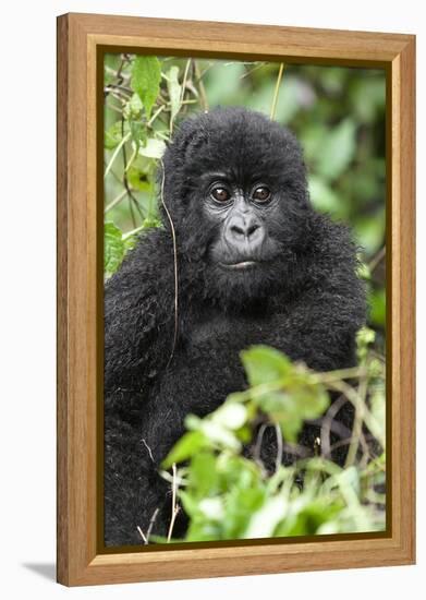 Africa, Rwanda, Volcanoes National Park. Juvenile mountain gorilla watching us curiously.-Ellen Goff-Framed Premier Image Canvas