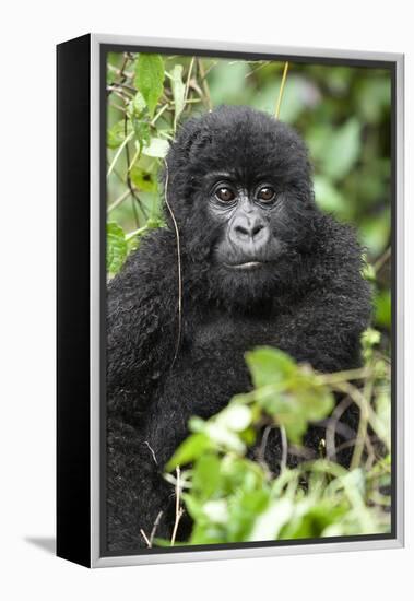 Africa, Rwanda, Volcanoes National Park. Juvenile mountain gorilla watching us curiously.-Ellen Goff-Framed Premier Image Canvas