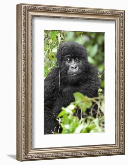 Africa, Rwanda, Volcanoes National Park. Juvenile mountain gorilla watching us curiously.-Ellen Goff-Framed Photographic Print