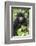 Africa, Rwanda, Volcanoes National Park. Juvenile mountain gorilla watching us curiously.-Ellen Goff-Framed Photographic Print