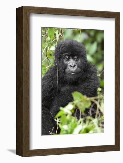 Africa, Rwanda, Volcanoes National Park. Juvenile mountain gorilla watching us curiously.-Ellen Goff-Framed Photographic Print