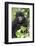 Africa, Rwanda, Volcanoes National Park. Juvenile mountain gorilla watching us curiously.-Ellen Goff-Framed Photographic Print