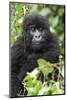 Africa, Rwanda, Volcanoes National Park. Juvenile mountain gorilla watching us curiously.-Ellen Goff-Mounted Photographic Print