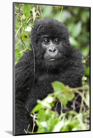 Africa, Rwanda, Volcanoes National Park. Juvenile mountain gorilla watching us curiously.-Ellen Goff-Mounted Photographic Print