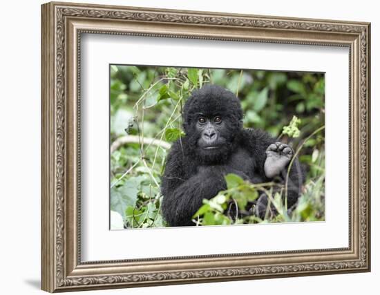 Africa, Rwanda, Volcanoes National Park. Juvenile mountain gorilla watching us curiously.-Ellen Goff-Framed Photographic Print