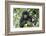 Africa, Rwanda, Volcanoes National Park. Juvenile mountain gorilla watching us curiously.-Ellen Goff-Framed Photographic Print