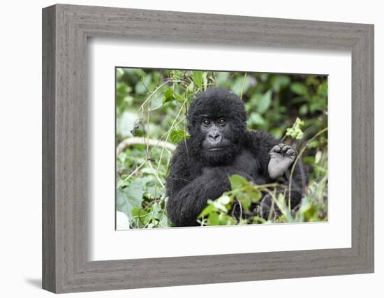 Africa, Rwanda, Volcanoes National Park. Juvenile mountain gorilla watching us curiously.-Ellen Goff-Framed Photographic Print