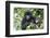 Africa, Rwanda, Volcanoes National Park. Juvenile mountain gorilla watching us curiously.-Ellen Goff-Framed Photographic Print