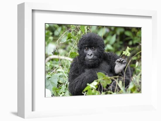 Africa, Rwanda, Volcanoes National Park. Juvenile mountain gorilla watching us curiously.-Ellen Goff-Framed Photographic Print