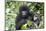 Africa, Rwanda, Volcanoes National Park. Juvenile mountain gorilla watching us curiously.-Ellen Goff-Mounted Photographic Print