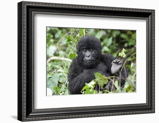 Africa, Rwanda, Volcanoes National Park. Juvenile mountain gorilla watching us curiously.-Ellen Goff-Framed Photographic Print