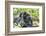 Africa, Rwanda, Volcanoes National Park. Mother mountain gorilla with its young playing on its back-Ellen Goff-Framed Photographic Print