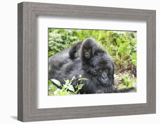 Africa, Rwanda, Volcanoes National Park. Mother mountain gorilla with its young playing on its back-Ellen Goff-Framed Photographic Print