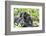 Africa, Rwanda, Volcanoes National Park. Mother mountain gorilla with its young playing on its back-Ellen Goff-Framed Photographic Print