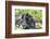 Africa, Rwanda, Volcanoes National Park. Mother mountain gorilla with its young playing on its back-Ellen Goff-Framed Photographic Print