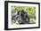 Africa, Rwanda, Volcanoes National Park. Mother mountain gorilla with its young playing on its back-Ellen Goff-Framed Photographic Print