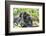 Africa, Rwanda, Volcanoes National Park. Mother mountain gorilla with its young playing on its back-Ellen Goff-Framed Photographic Print