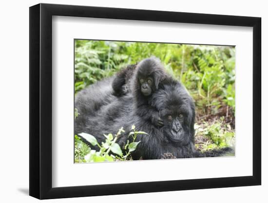 Africa, Rwanda, Volcanoes National Park. Mother mountain gorilla with its young playing on its back-Ellen Goff-Framed Photographic Print