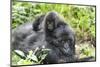 Africa, Rwanda, Volcanoes National Park. Mother mountain gorilla with its young playing on its back-Ellen Goff-Mounted Photographic Print